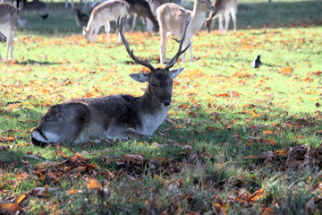 A close up of a Fallow Deer