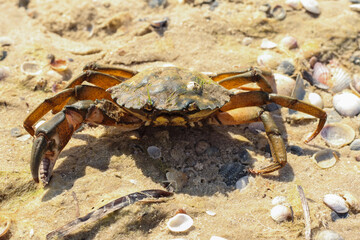 Wild crab on wot sand, close up