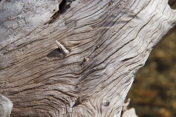 Driftwood textures