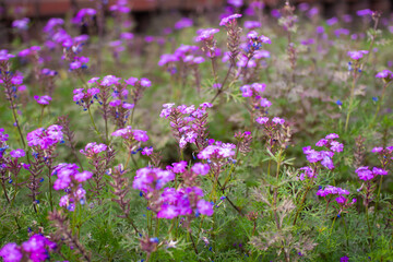 Fototapeta premium Flowers blooming in a park in Gifu city