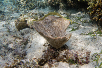 Fototapeta na wymiar Sea sponge Carteriospongia foliascens - Bunaken Island, Sulawesi, Indonesia
