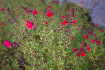 Fototapeta premium Flowers blooming in a park in Gifu city