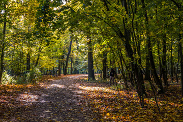 Autumn trees alley with colorful leaves in the park