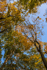 Autumn trees alley with colorful leaves in the park