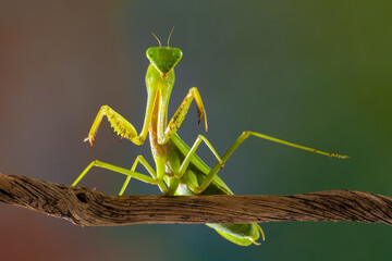 gren praying mantis