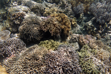 Naklejka na ściany i meble Soft and stony corals - Bunaken Island, Sulawesi, Indonesia