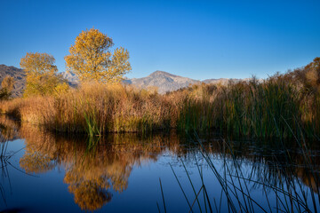 autumn marsh wetlands landscape with golden yellow trees and reeds reflection in water