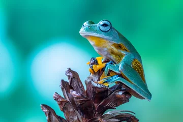 Rolgordijnen Wallace flying Frog or Rhacophorus reinwardtii © lessysebastian
