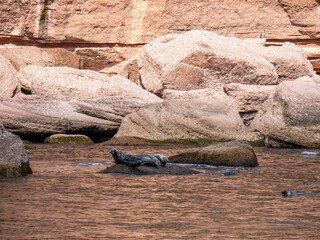 Seals near Bonaventure Island in Gaspesie, Quebec, Canada