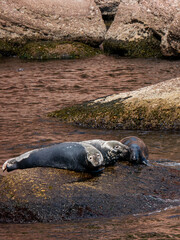 Seals near Bonaventure Island in Gaspesie, Quebec, Canada