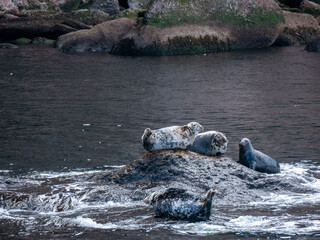 Seals near Bonaventure Island in Gaspesie, Quebec, Canada