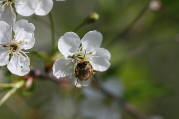 Bee on apple blossom