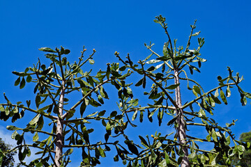 Shrub cactus and blue sky