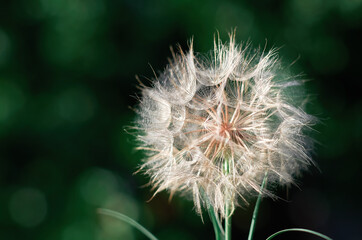 a large white dandelion on a blurry background with bokeh