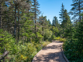 Trail in the forests of Bonaventure island bird sanctuary - a Quebec national park.