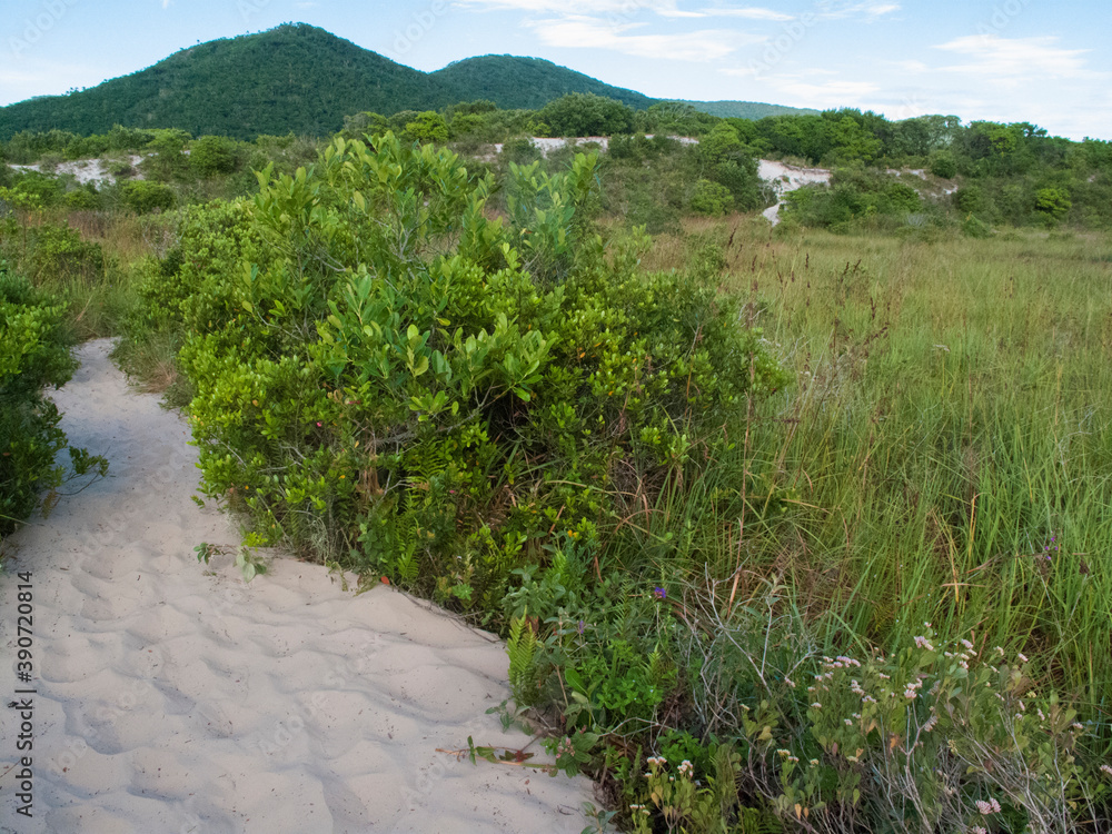 Wall mural trail in the dunes