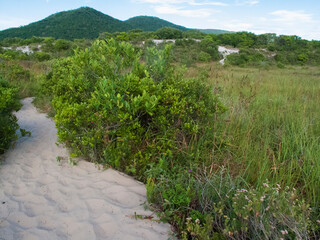 trail in the dunes