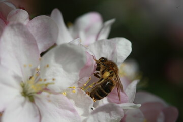 Bee on apple blossom