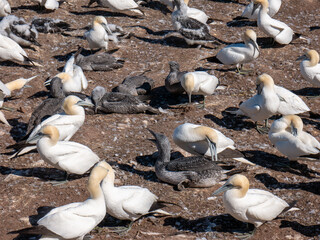 Obraz premium Northern Gannet colony with moms protecting their little ones