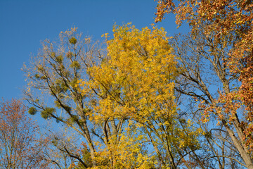 herbst im schlosspark worms-herrnsheim