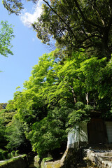 初夏の哲学の道の風景