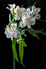 Fototapeta na wymiar Flor Astromélia ( Alstroemeria hybrida)