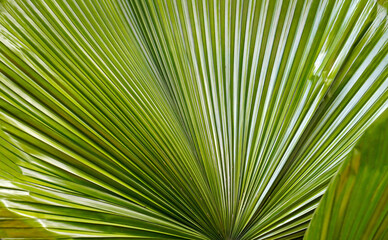 Fan palm tree leaves, Minas Gerais, Brazil  