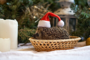 Santa hedgehog in a red hat cap sitting under the Christmas tree. Christmas composition with candles and hedgehog. High quality photo