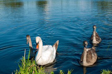 pair of swans with little swans