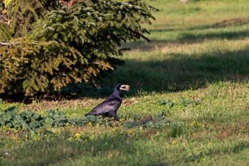 Black rook with a large nut in its beak on the grass in an autumn park