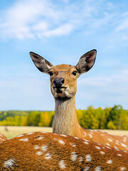 deer in nature against the backdrop of autumn forest, blue sky, wild animals, landscape view in Visim farm, Ural, Russia