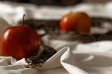 Snake with apple on blanket, close up