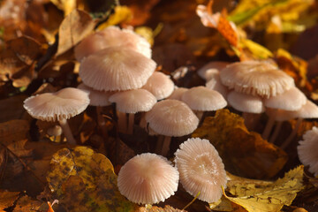 Cluster of inedible wild mushrooms growing among fallen multicolour leafs in autumn sunshine