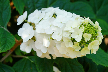 柏葉紫陽花の白い花