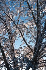 Frost covered tree branches, Alberta Canada
