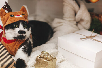 Adorable cat in reindeer costume lying on gift boxes under christmas tree. Happy Holidays!
