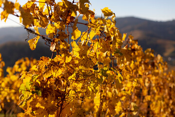 Herbstlicher Weinberg