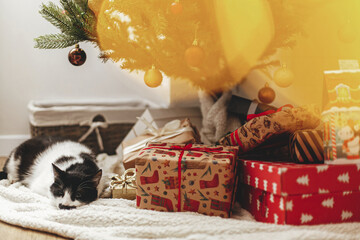 Adorable cat sleeping on soft blanket with gift boxes under christmas tree with lights