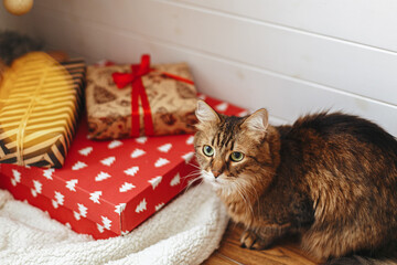Fototapeta na wymiar Adorable tabby cat sitting at wrapped gift boxes under christmas tree in lights