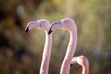 Close up of beautiful head of Chilean Pink Flamingo against blurred background