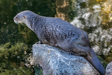 Close up side view of Otter on rock