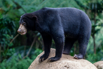 Obraz na płótnie Canvas bear in zoo