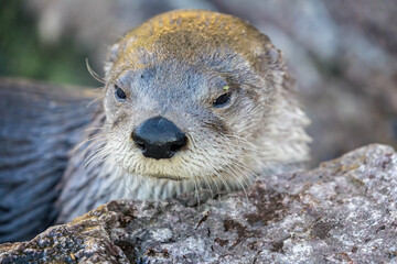 Close up of Otters' head