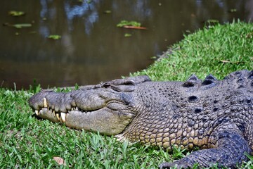Crocodiles resting at crocodile farm