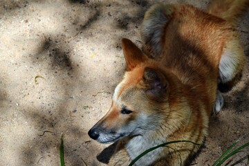 Australian dog dingo (Canis dingo) in Queensland