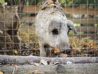 Shaggy pigs in an enclosure on a farm