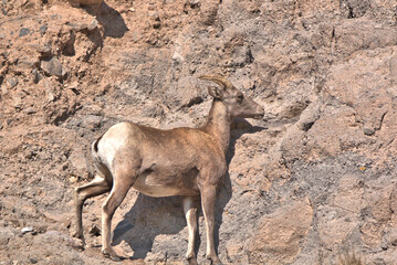 Big Horn rams licking salt off the rock walls in the San Juan Mountains in southern Colorado