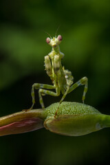 small green flower mantis