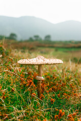 Macrolepiota procera. Lepiota procera mushroom growing in grass. Beauty with long slim leg with sliding ring and large scaly hat with the mountains in the background. micology concept.