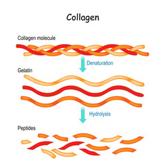 Collagen Hydrolysis and Denaturation. - obrazy, fototapety, plakaty